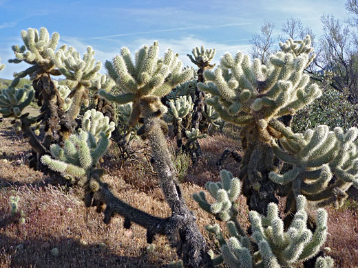 Large specimen of teddy bear cholla