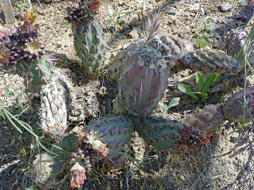 California cholla, cylindropuntia californica