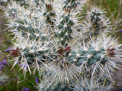 Branched stems