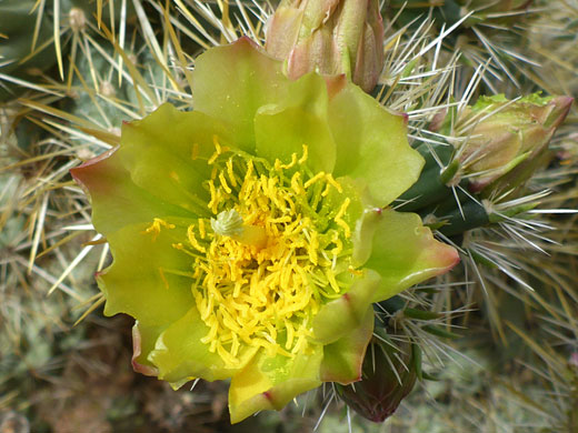 Flower and buds