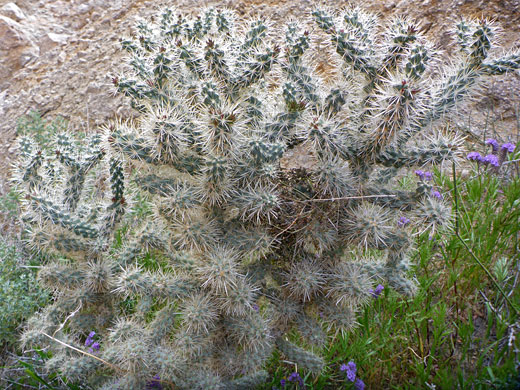 Plant in situ