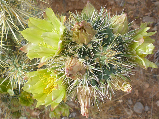 Pale yellow flowers
