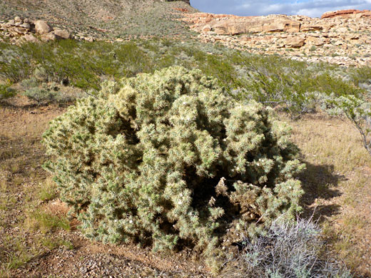 Large plant