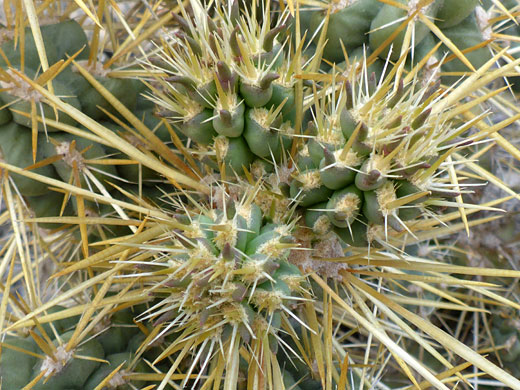 Young spines