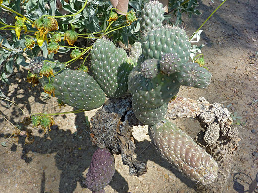 Cylindropuntia fulgida var mamillata
