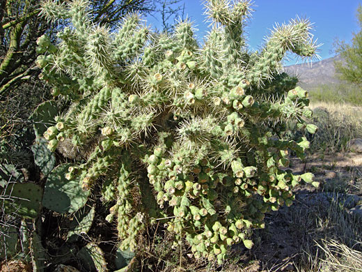 Green fruit of Jumping cholla,