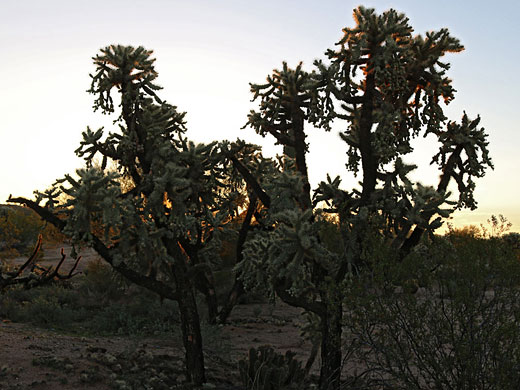 Jumping cholla at sunset