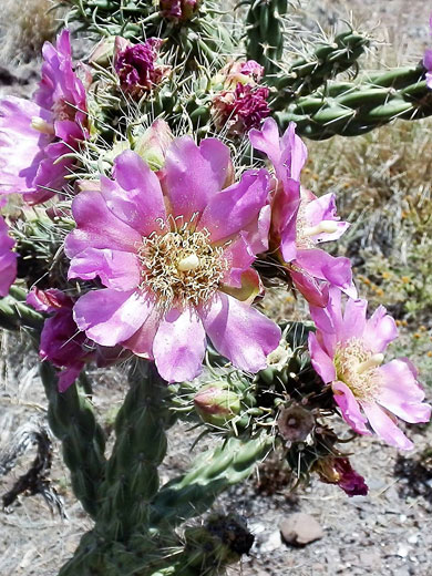 Flowers of cylindropuntia imbricata