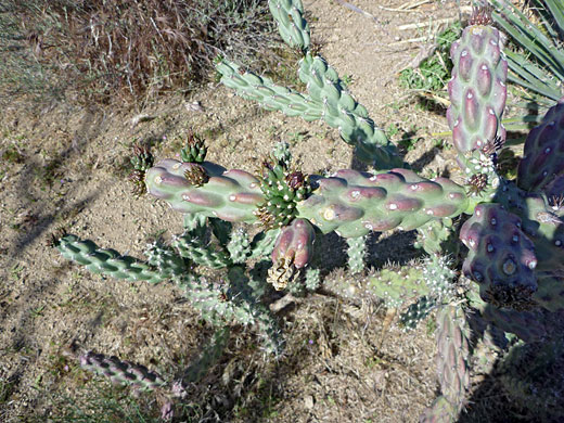 Tree cholla, cylindropuntia imbricata