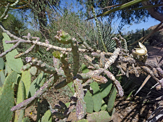 Candle cholla, cylindropuntia kleiniae