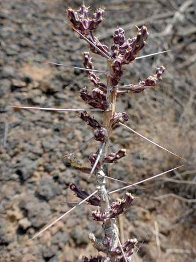 Purplish stems