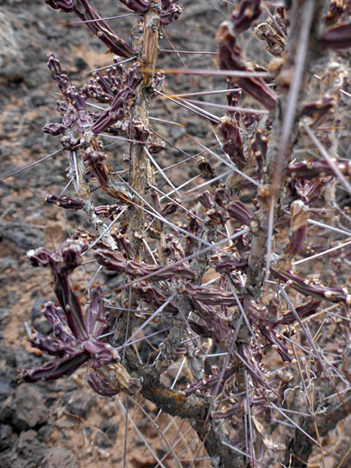 Long spines