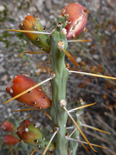 Top of a stem