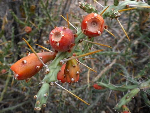 Red-orange fruits