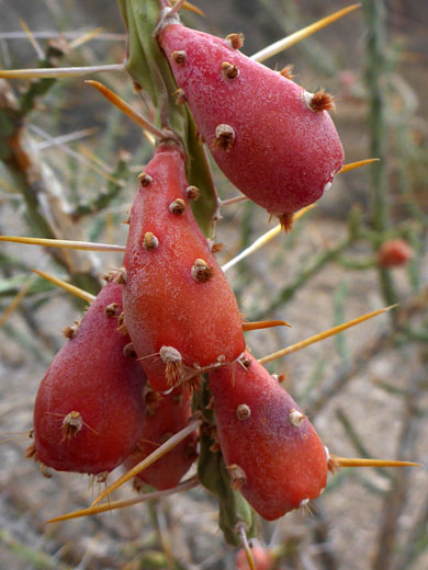 Pendent fruits
