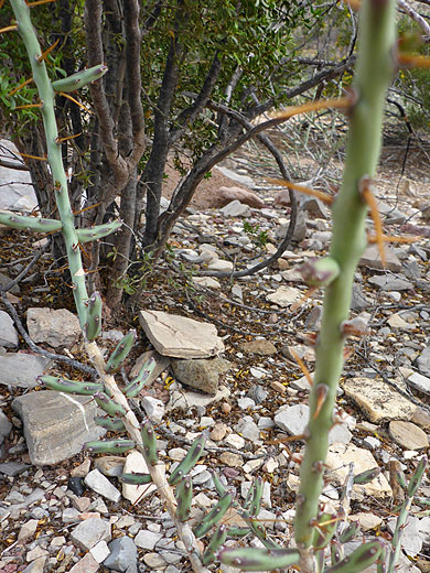 Thin stems of tasajillo