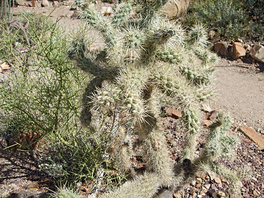 Munz's cholla, cylindropuntia munzii