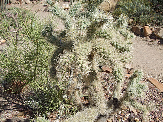 Munz's cholla, cylindropuntia munzii