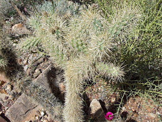 Branched stem of Munz's cholla