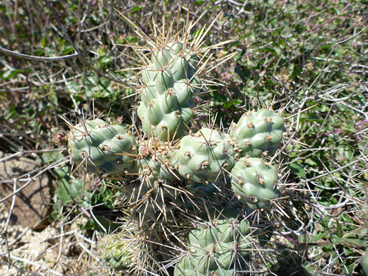 Coastal cholla, cylindropuntia prolifera