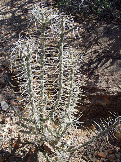 Cylindropuntia ramosissima