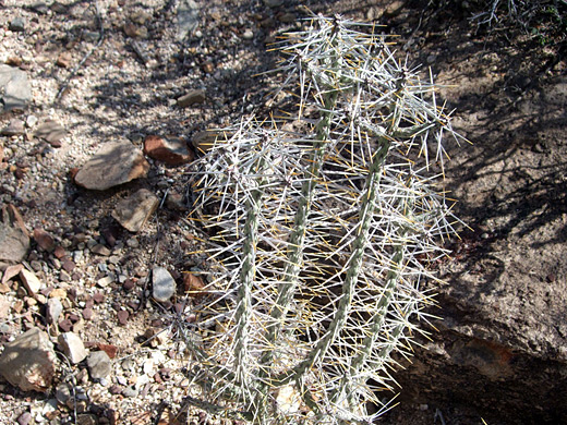 Cylindropuntia ramosissima, diamond cholla