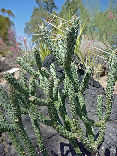 Sparse spines