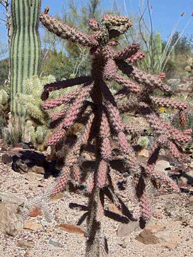 Cane cholla plant