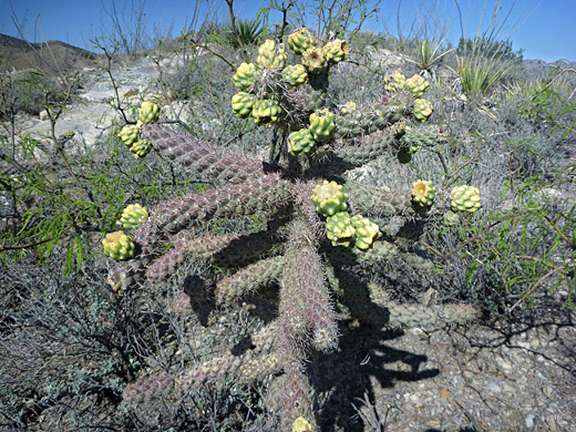 Cane cholla, cylindropuntia spinosior