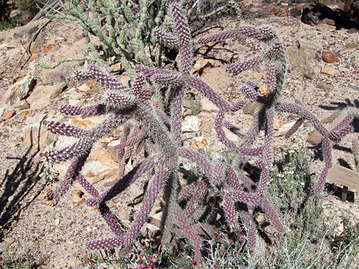 Purple branches of the walking stick cactus