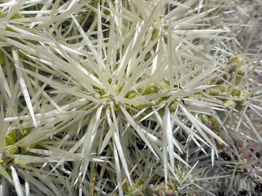 White spined-stems