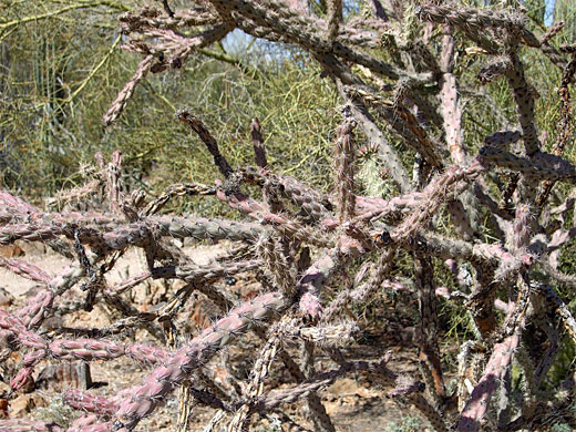 Cylindropuntia versicolor