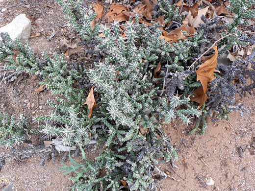 Thin stems