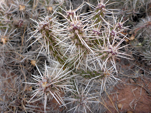 Purplish stems
