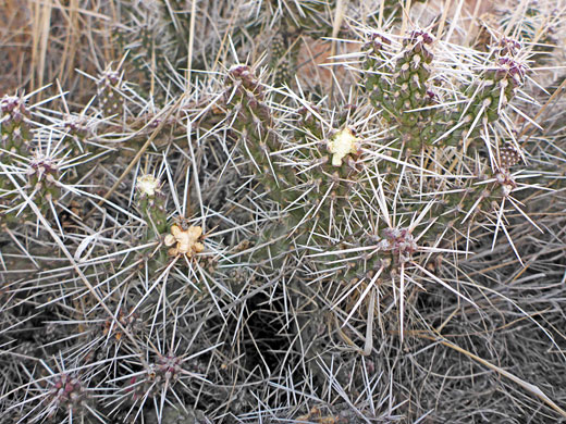 Spiny stems