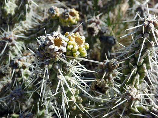 Fruit of Whipple cholla