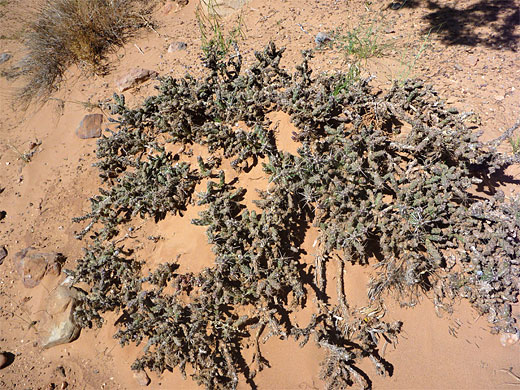 Sandy clump of Whipple cholla
