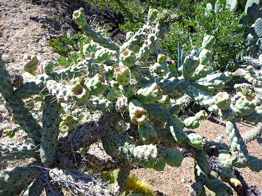 Kelvin cholla, cylindropuntia x kelvinensis