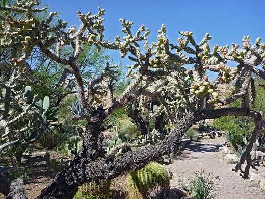 Mature Kelvin's cholla plant
