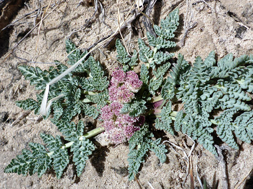 Bulbous Spring Parsley