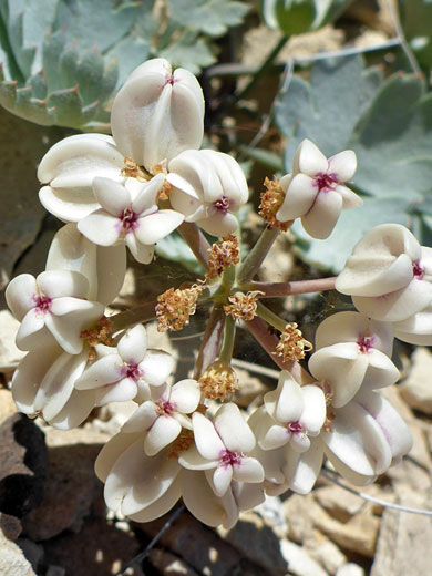 Gilman's Cymopterus; Gilman's cymopterus (cymopterus gilmanii), Rainbow Canyon, Lake Mead NRA, Nevada