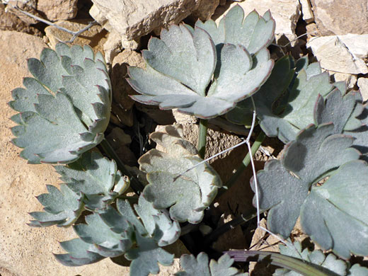 Lobed leaves