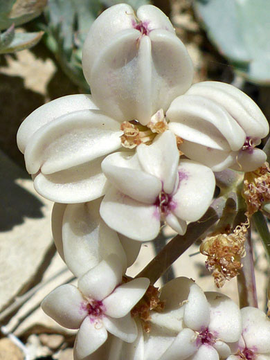 Gilman's Cymopterus