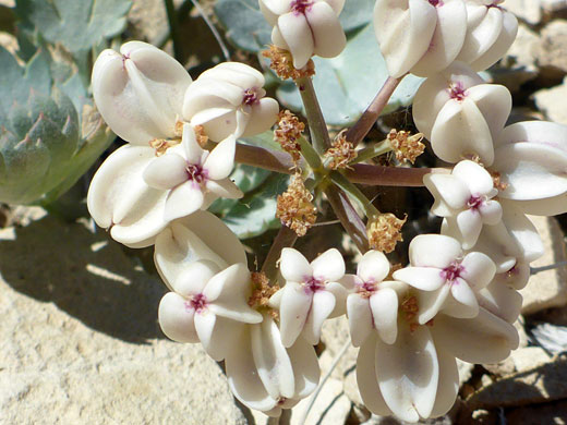 Fruit and withered flowers