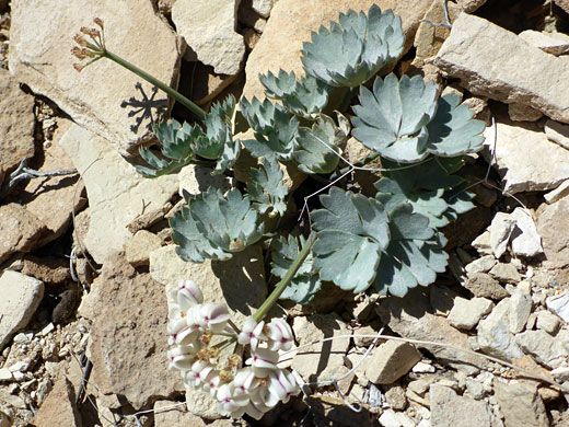 Leaves and flower stalks