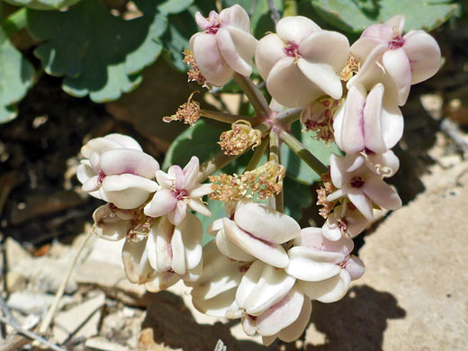 Purple-centered fruits