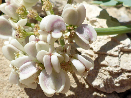 Inflorescence