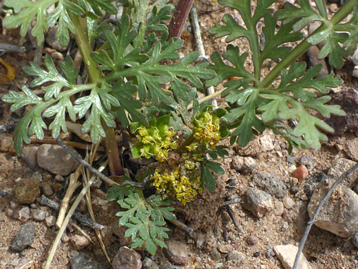 Divided, lobed leaves