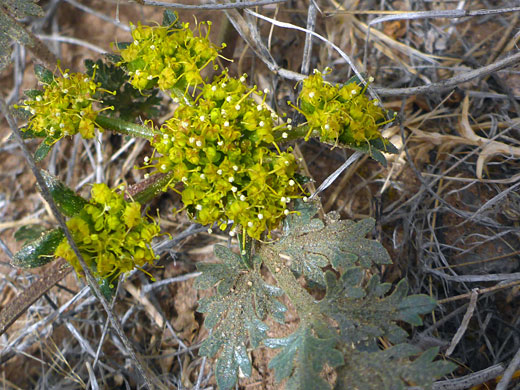 Plains Cymopterus