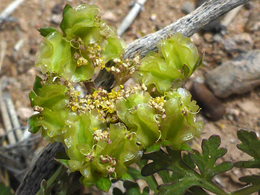 Developing fruits